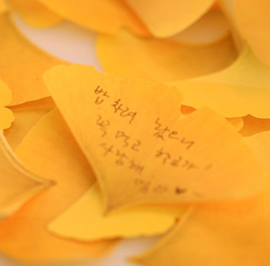 Paper Bear Shop OOLY Appree Sticky Notes
